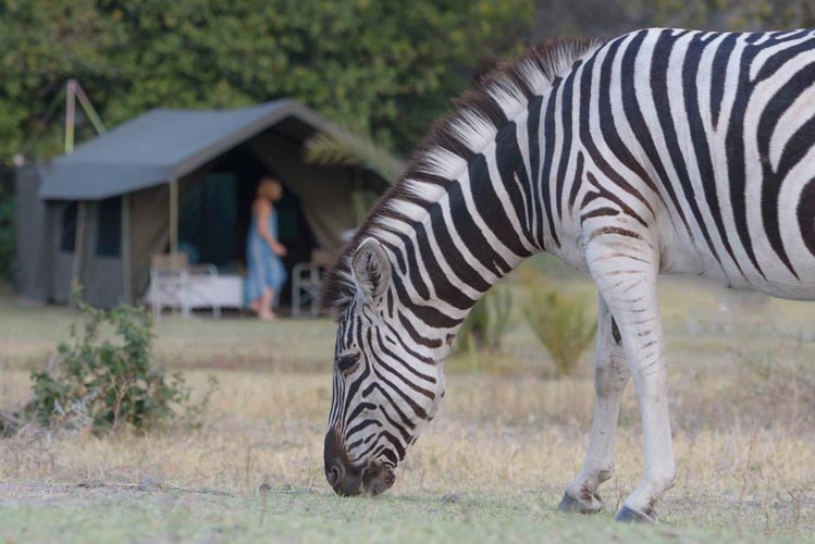 botswana mobile safaris